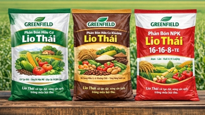 កសិដ្ឋាន Greenfield អមដំណើរកសិករក្នុងរដូវប្រមូលផលមាស។