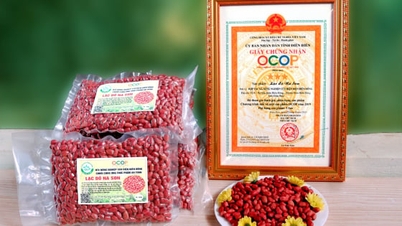 OCOP Điện Biên tìm đường nâng giá trị nông sản vùng cao