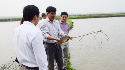 Bắc Ninh: Mở rộng diện tích nuôi thủy sản tiêu chuẩn VietGAP