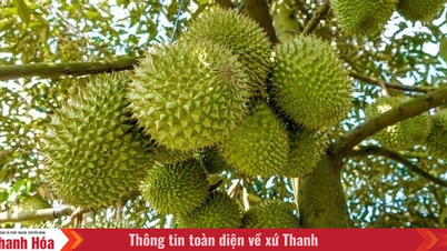 Thí điểm truy xuất nguồn gốc sầu riêng hướng tới chuỗi cung ứng bền vững