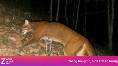 Première découverte d'une panthère nébuleuse exceptionnellement rare à l'état sauvage au Vietnam.