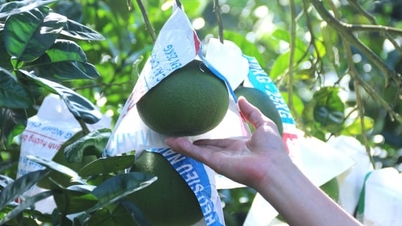מימי נהרות לו וצ'אי משמרים את סמלי הפומלה דואן הונג.