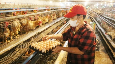 Yen The develops livestock farming as a way out of poverty.