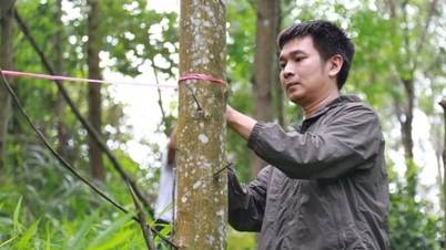 Lao Cai menubuhkan asas data karbon hutan.