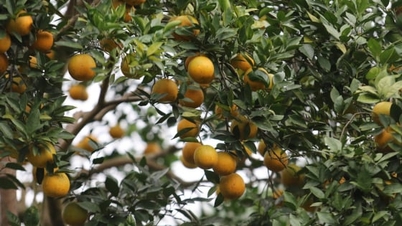 Improving the quality and lifespan of citrus fruit trees.
