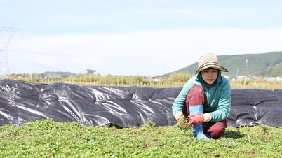Tái cơ cấu sản xuất nông nghiệp trong xây dựng nông thôn mới