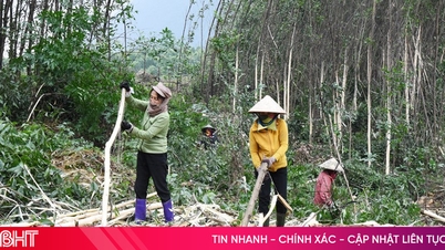 Walaupun terdapat lonjakan pengeluaran kayu balak daripada hutan yang ditanam, para penanam masih... tidak gembira!