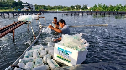 A província de An Giang divulgou um cronograma para o cultivo de camarão em água salobra em 2026.