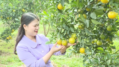 រដូវក្រូចនៅសង្កាត់ហុងចូវ