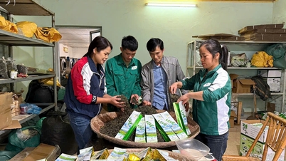 Toda la provincia cuenta con más de 2.330 hectáreas de áreas de materia prima orgánica - Periódico en línea Cao Bang
