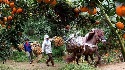 MLC stellt der Provinz Tuyen Quang über 10 Milliarden VND an Fördermitteln zur Verfügung, um eine nachhaltige Wertschöpfungskette für Orangen zu entwickeln.