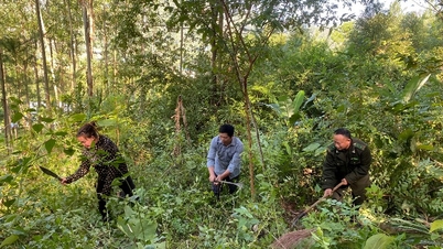 Actively monitor for fires and protect the forest.