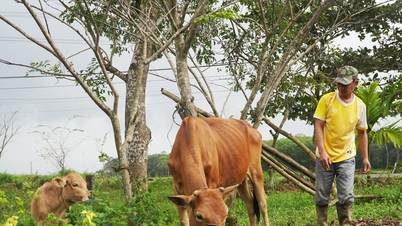 थांग फू में सतत गरीबी उन्मूलन प्रयासों में एक उज्ज्वल पहलू।