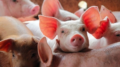 Schweinefleischpreise am 19. Dezember 2025: Der Aufwärtstrend setzt sich fort.