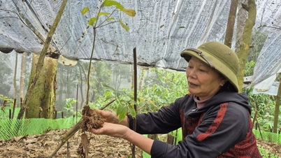 Ginseng Ngoc Linh en la cima de Pu Rinh: un nuevo medio de vida para los guardianes forestales de Thanh Hoa.