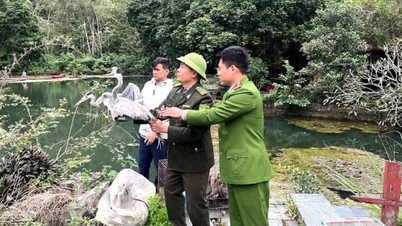 เจ้าหน้าที่พิทักษ์ป่าจังหวัดไฮฟองดำเนินการอย่างเด็ดขาดต่อการล่าสัตว์ปีกอพยพ