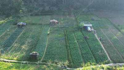 Bac Ha meningkatkan upaya untuk mendorong masyarakat beralih ke model budidaya khusus sayuran yang aman.