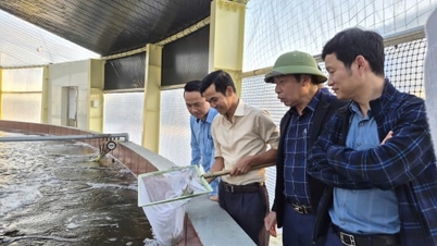Duurzame garnalenkweek in Quang Ninh: wetenschap en technologie zijn de sleutel.