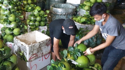 Jugo de pomelo: una bebida rica en vitaminas y minerales.