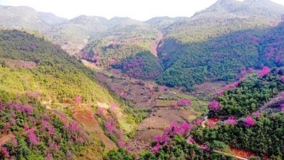 Mu Cang Chai : L'éclosion éclatante des fleurs du jour annonce le Nouvel An du peuple H'Mong.