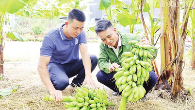 62 nuevos productos han sido reconocidos bajo el programa OCOP.
