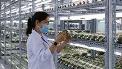 Ein strategischer Durchbruch für die Zukunft der vietnamesischen Technologie.