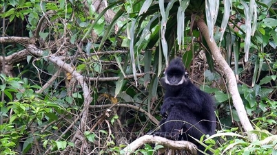 Elfogtak egy Ha Tinh tartománybeli fekete langur macskát, amely egy lakóövezetet zaklatott és embereket támadott.
