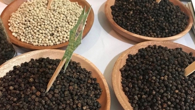 Pepperpriser i dag, 20. desember: Markedet holder seg stabilt på høye nivåer.
