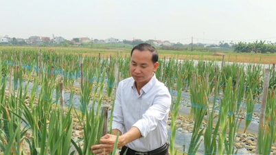 Transform low-yield fields into high-quality flower farms.