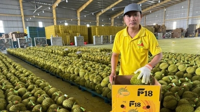 Sterkt forpliktet til å bygge en bærekraftig durian-eksportkjede.