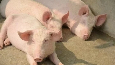 돼지고기 가격이 kg당 7만 VND에 육박하고 있습니다.