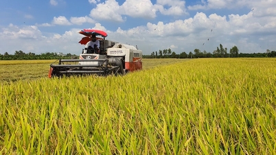 Doanh nghiệp nông sản "đi đường dài" với C/O ưu đãi