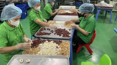Hanoi: Ay Yeni Yılı tatili boyunca şekerleme pazarı üzerindeki kontrol artırıldı.