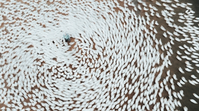 A flock of ducks darts like a whirlwind at the foot of Tay Ninh mountain, captured through the photographer's lens.