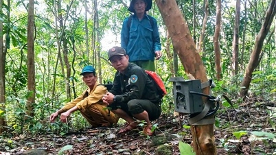 កាមេរ៉ា​បង្កប់​តាមដាន​ជីវៈចម្រុះ​នៅ​មីសឺន។
