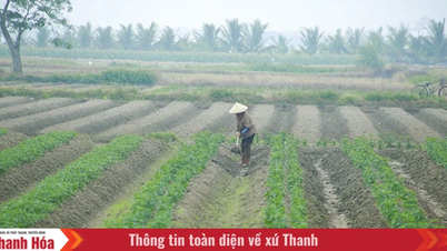 Expand the area for integrated potato cultivation during the winter-spring season.