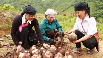 Banyak model ekonomi telah menyumbang kepada pengurangan kemiskinan di komune Trinh Tuong.