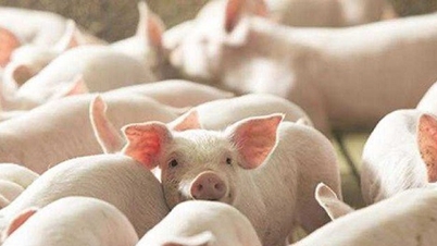 Harga daging babi hari ini, 21 Desember: Vietnam Utara mencapai 69.000 VND/kg
