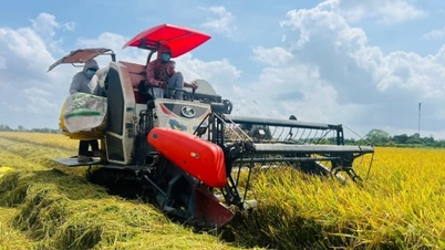 সিএ মাউ-এর কৃষি সম্প্রসারণ কর্মসূচির লক্ষ্য ২০২৬-২০৩০ সময়কালে প্রযুক্তিগত অগ্রগতি এবং সবুজ প্রবৃদ্ধি।