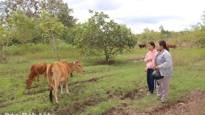 Enhancing the economic empowerment of women in Ea Wer commune.