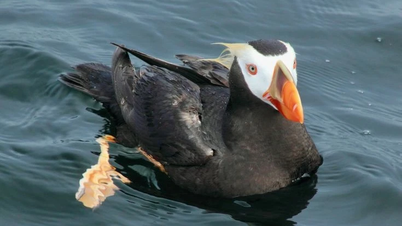 Enggang: Spesies burung laut yang memburu ikan kecil dan bersarang di tebing.