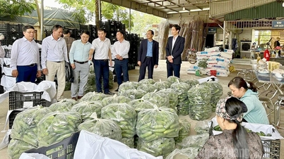 Visiting and learning from the economic development experiences in Hanoi and Phu Tho.