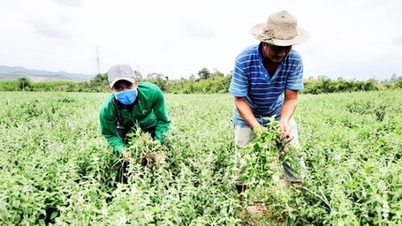 Phát triển vùng trồng dược liệu - sinh kế bền vững cho miền núi Khánh Hòa