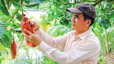 ផ្លែឈើរាងដូចផ្លែឈើសម្រាប់បុណ្យតេត (បុណ្យចូលឆ្នាំចិន)