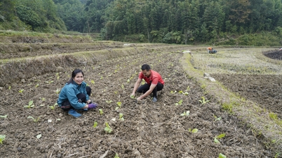 Nguyen Hue commune accelerates the progress of autumn-winter tobacco planting - Cao Bang Online Newspaper