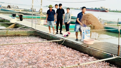 Hợp tác xã Nông nghiệp và dịch vụ tổng hợp nuôi trồng thủy sản Chiến Thắng: "Ngôi sao" của kinh tế tập thể