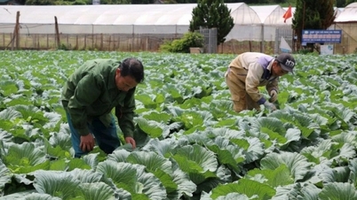 Increase agricultural production and quality, and boost consumption during the year-end season.