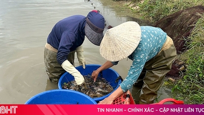 បើកឱកាសសម្រាប់ការបង្កើតទ្រព្យសម្បត្តិតាមរយៈការចិញ្ចឹមបង្គាទឹកសាបយក្សនៅ Can Loc។