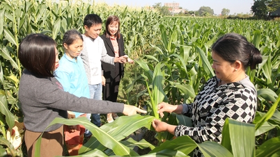 Bac Ninh: Steigerung des Wertes der Winterernte zum Ausgleich der Verluste bei der Sommerernte.