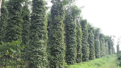 Pepper cultivation reduces carbon emissions: Green farming from the roots.